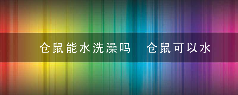 仓鼠能水洗澡吗 仓鼠可以水洗澡吗